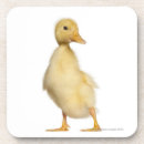Search for duckling coasters Standing