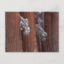 Search for sequoia national park postcards Usa