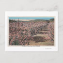 Search for apple tree postcards Blossom