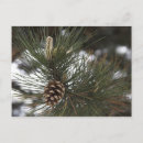 Search for pine cones postcards Branches