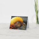 Search for bird hunt cards Birds