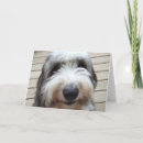 Search for old english sheepdog cards Cute