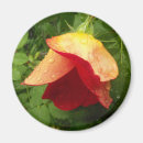 Search for raindrop magnets Floral