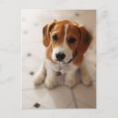 Search for jack russell puppies postcards Beagle
