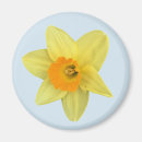 Search for spring bulbs magnets Narcissus