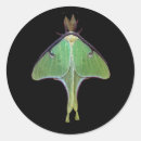 Search for luna moth stickers Butterfly