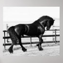 Search for friesian horse art Animal