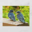 Search for baby birds postcards Nature