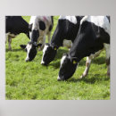 Search for dairy cow posters Agriculture