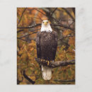 Search for eagles postcards Tree