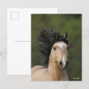 Search for buckskin postcards Animal