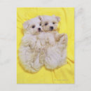 Search for small dog breed postcards Close up