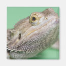 Search for bearded dragon magnets Scales