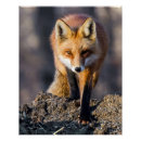 Search for cun posters Nature