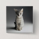 Search for tabby badges Pets