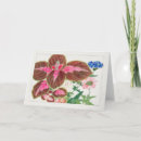 Search for coleus cards Floral