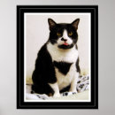 Search for tuxedo cat posters Pet