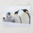 Search for 4 penguins postcards Animals