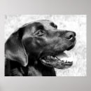 Search for black lab art Animals
