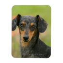 Search for short haired miniature dachshund magnets Headshot