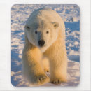 Search for steve mousepads Polar bear