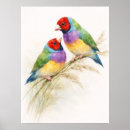Search for finches posters Gouldian