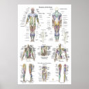 Search for posterior posters Muscular