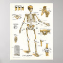 Search for anatomy joint posters Medical