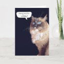 Search for ragdoll cat birthday cards Kitty