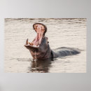Search for hippopotamus art Wildlife