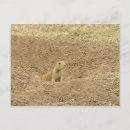 Search for curious postcards Rodent