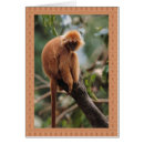 Search for red monkey postcards Nature