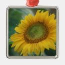 Search for growth christmas tree decorations Nature
