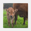 Search for cow animal magnets Ranch