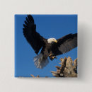 Search for predator badges Eagle