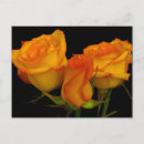 Search for three roses postcards Flower