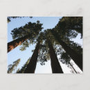 Search for redwood postcards Landscape