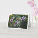 Search for blossoming almond tree cards Flowers