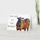 Search for holy cow birthday cards Animal