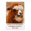 Search for alpaca magnets Animal