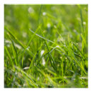 Search for freshness posters Organic