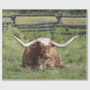 Search for longhorn wrapping paper Cattle
