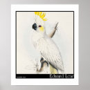 Search for lear posters Parrot