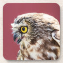Search for saw coasters Owl