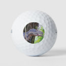 Search for dinosaur golf balls Paleontology