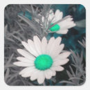 Search for shasta stickers Daisy