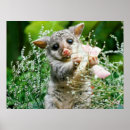 Search for possum posters Australia