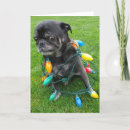 Search for shelter christmas cards Dog