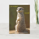 Search for mongoose cards Funny