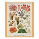 Search for coral reef art Great barrier reef